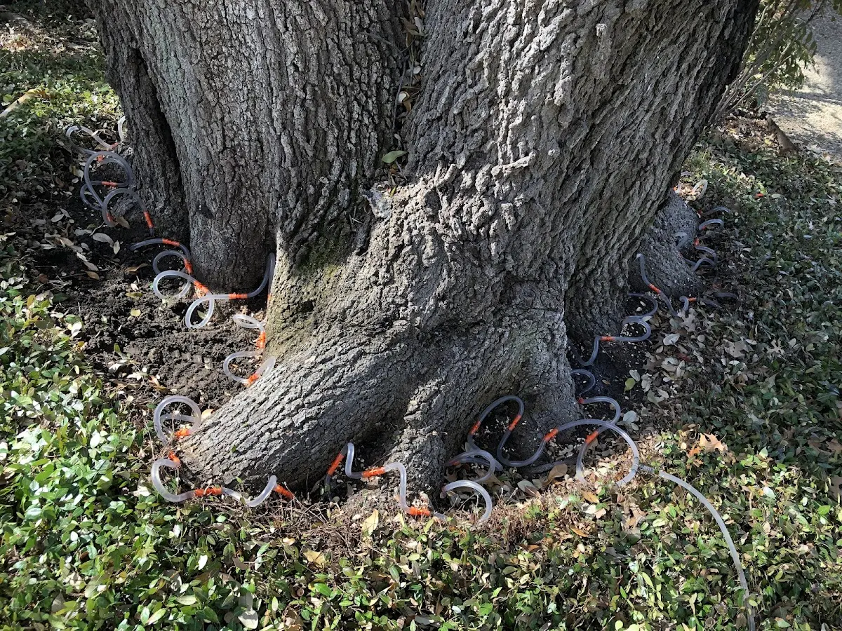 Detailed Tree Cabling and Bracing job site in Solano